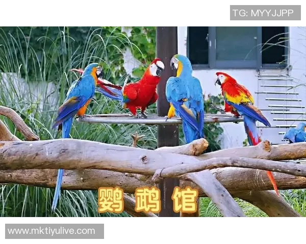 都柏林动物园为鹦鹉命名帕洛特引发热议带队杀入附加赛